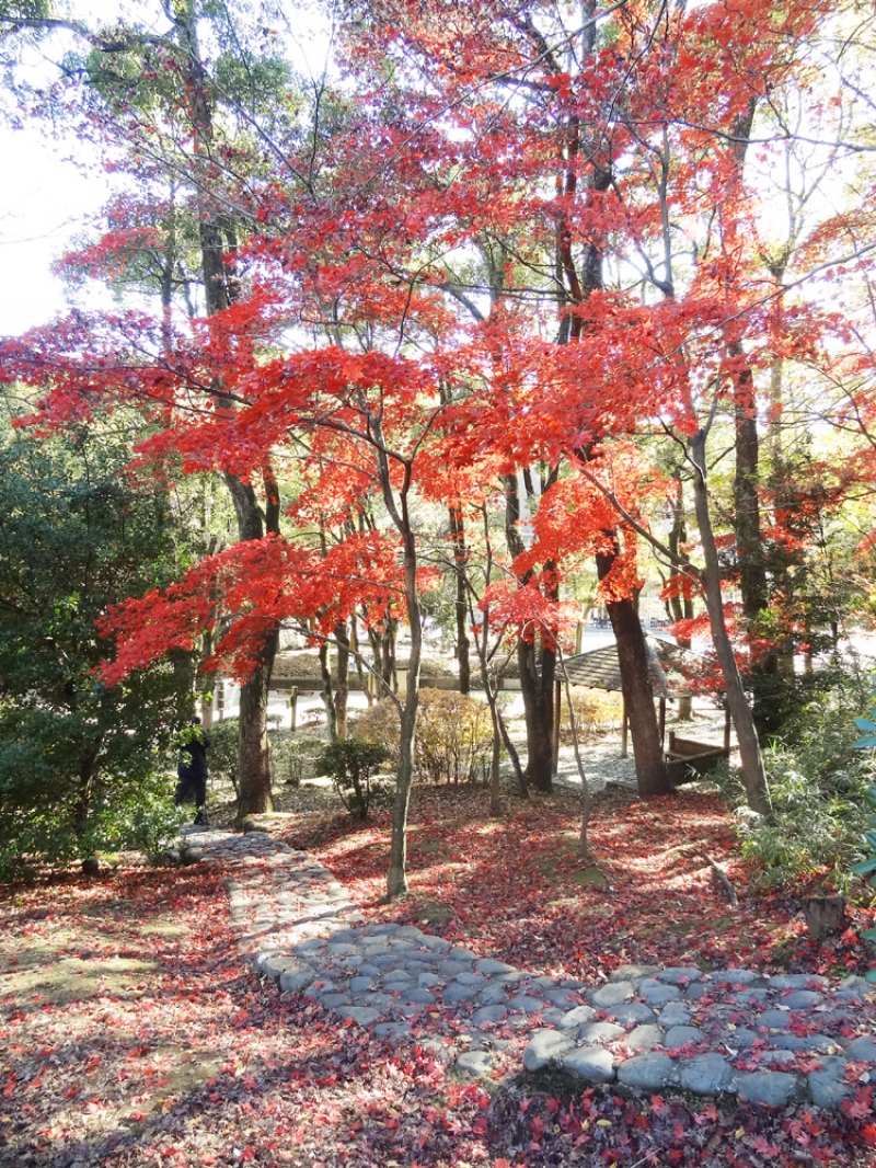 紅葉の生田緑地