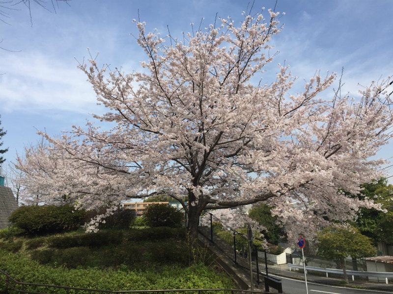 今年で２８年目です！