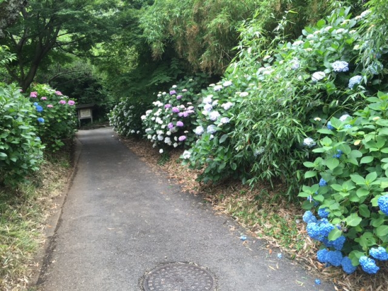 ちょこっと散歩♪あじさい寺