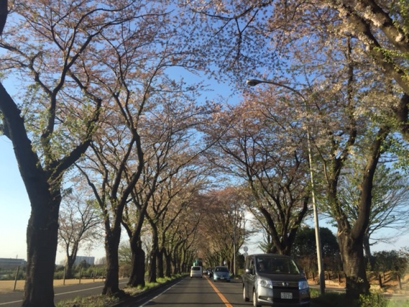 桜のトンネルまでもう少し