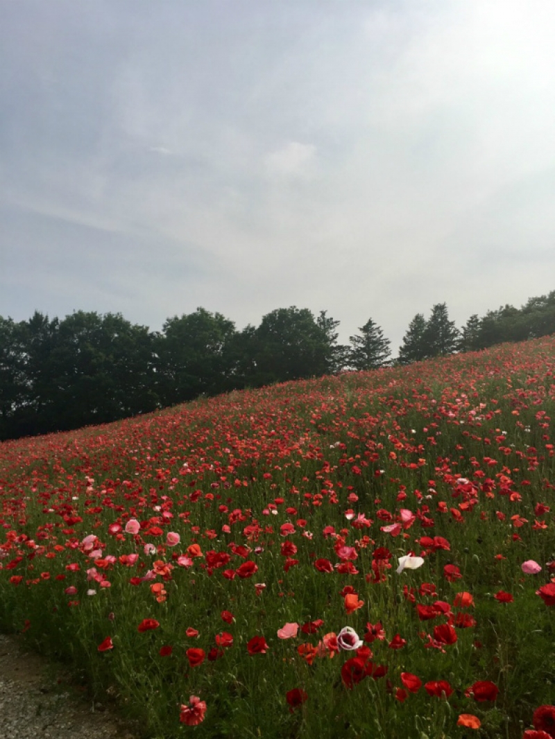 国営昭和記念公園