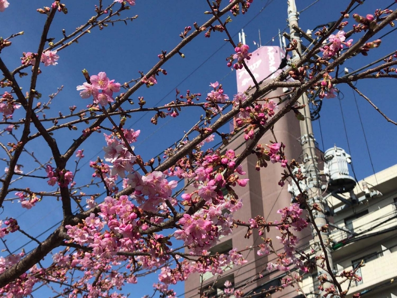 花粉症の季節