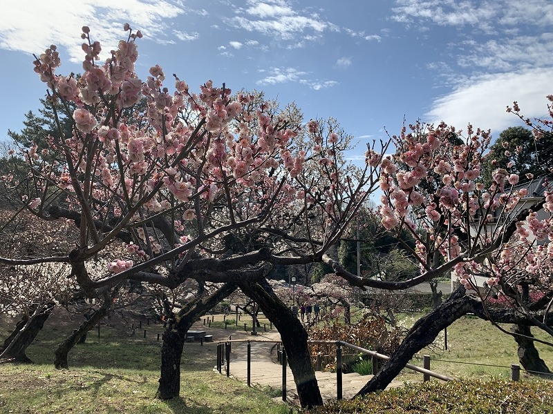 大倉山公園