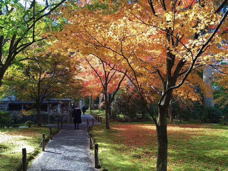 金色の紅葉