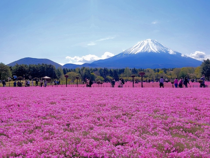 山梨の芝桜