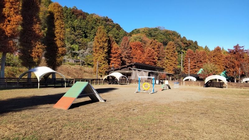 念願の秋キャンプ