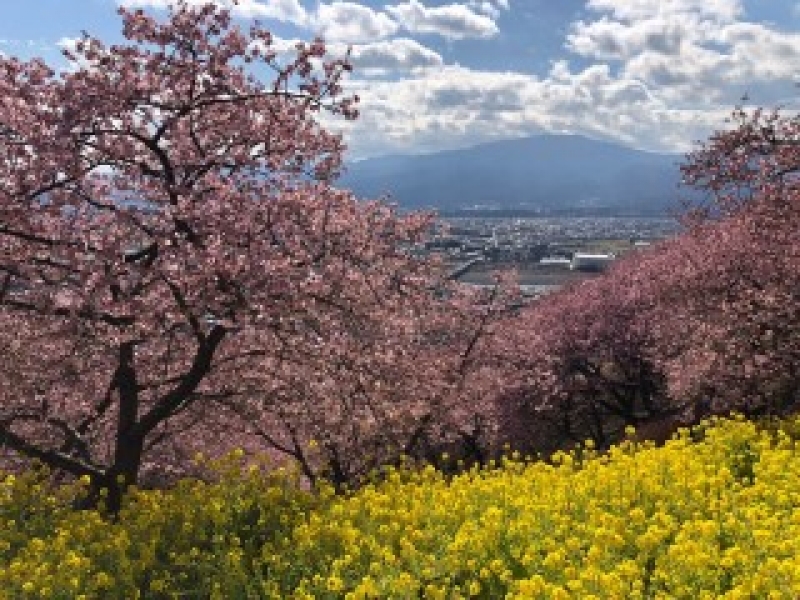 まつだ桜まつり