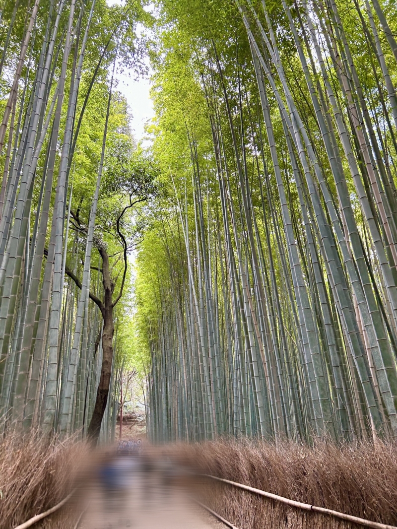 竹林の小径