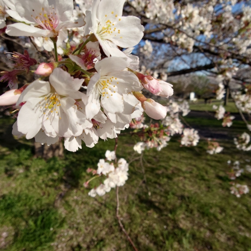 お花見会